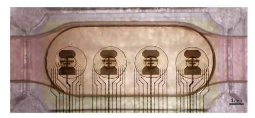 Photograph of a multi-electrode array chamber holding four brain organoids, each seated over its own set of eight electrodes with visible printed wiring leading away from them.